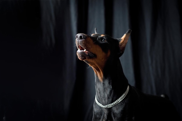 Porträt des Dobermannhundes auf schwarzem Hintergrundstudio