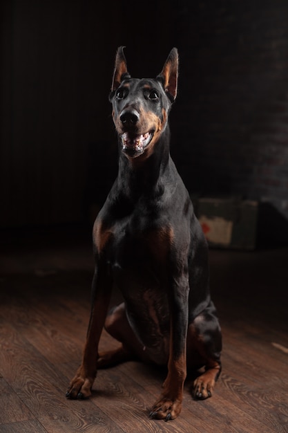 Porträt des Dobermanns auf Dunkelheit