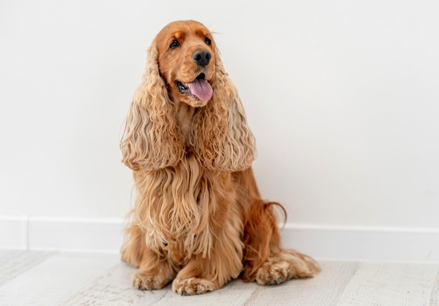 Porträt des englischen Cockerspanielhundes zu Hause auf weißer Wand