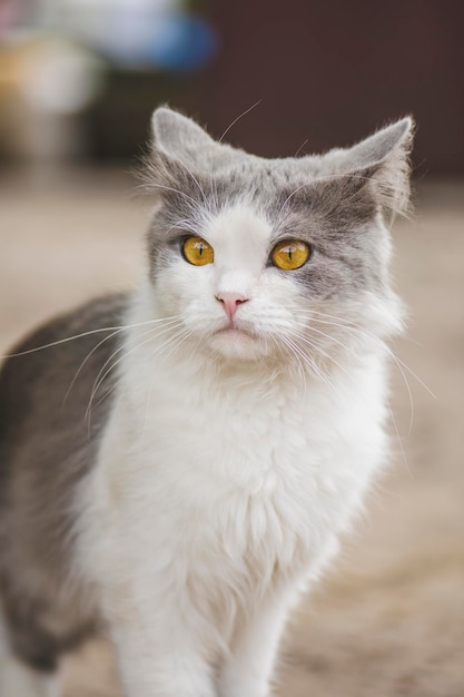 Porträt des entzückenden grauen weißen Kätzchens Porträt der grauen schönen Katze, die mit Interesse schaut