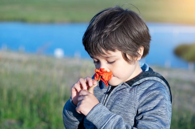 Porträt des entzückenden jungen, der blume riecht, offenes erschossenes kind riecht sensorisches lernen von mohn, kinderforscher und lernt über wilde natur in der landschaft, sommercamp im freien aktivität für kinder