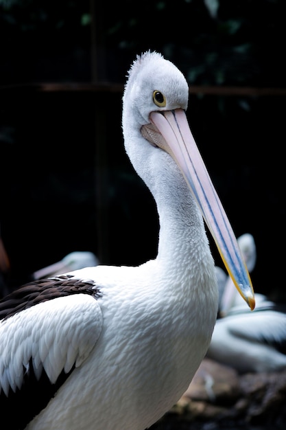 Porträt des erwachsenen australischen Pelikans