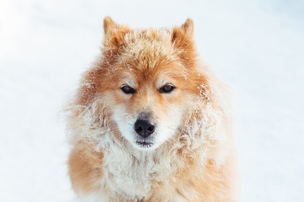 Porträt des flauschigen roten Hundes draußen im Winter auf Schnee