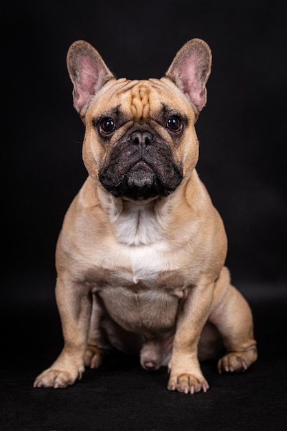 Porträt des französischen Bulldoggenhundes