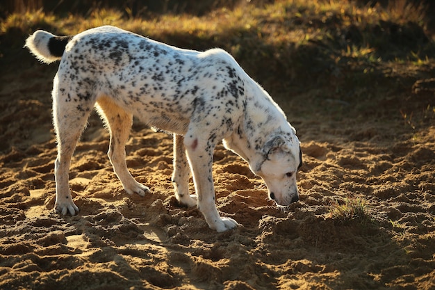 Porträt des gefleckten zentralasiatischen Schäferhundes, der den Boden schnüffelt