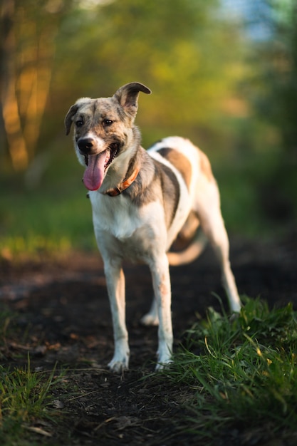 Porträt des glücklichen Mischlingshundes, der auf einer grünen Wiese geht