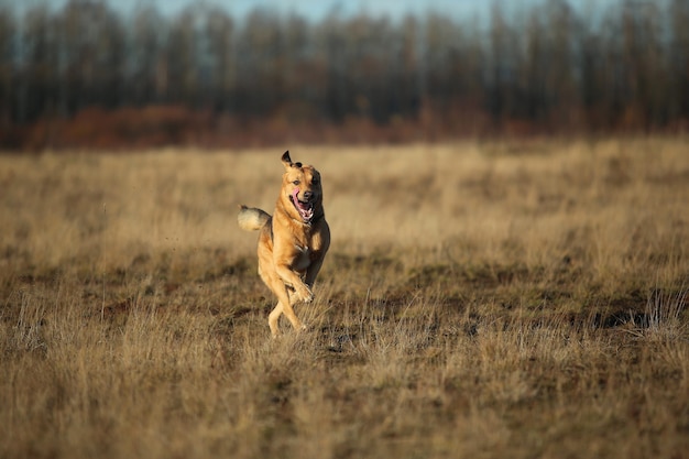 Porträt des glücklichen Mischlingshundes, der vorwärts auf gelbem Feld des Herbstes läuft