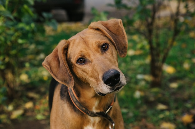 Porträt des glücklichen netten Welpen mit Laub bokeh Hintergrund. Kopfschuss eines Lächelnhundes mit buntem Frühlingsblatt bei Sonnenuntergang mit Platz. Streunender Hund.