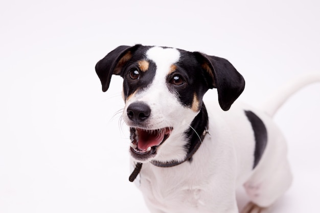 Porträt des glücklichen Welpen von Jack Russell Terrier