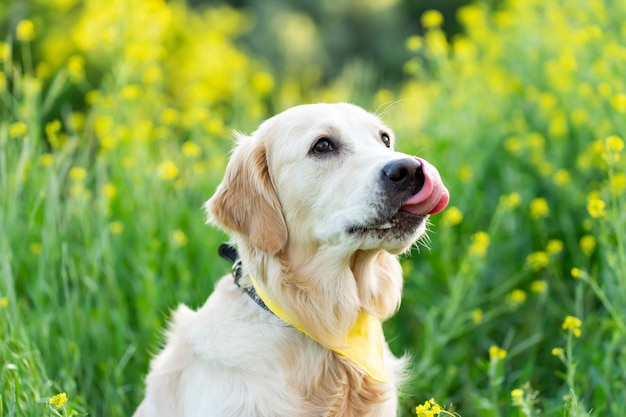 Porträt des Golden Retriever-Hundes, umgeben von blühenden Blumen