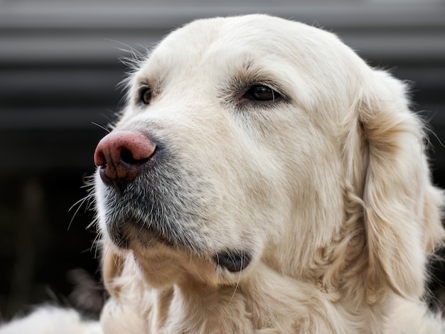 Porträt des Golden Retriever-Hundes