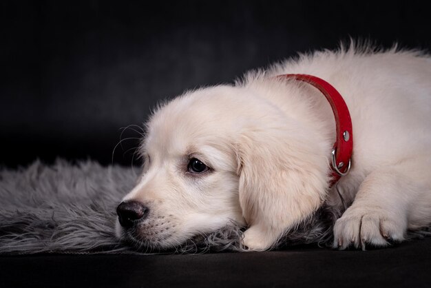 Porträt des Golden Retriever Puppy Dog