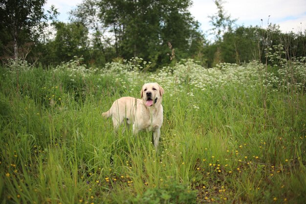 Porträt des goldenen Labradors, der auf grünem Gras im Frühlingspark steht