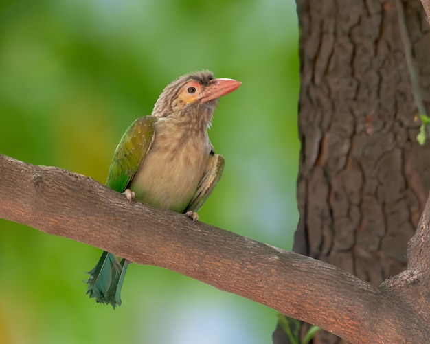 Porträt des großen grünen Barbet mit schönem Grün