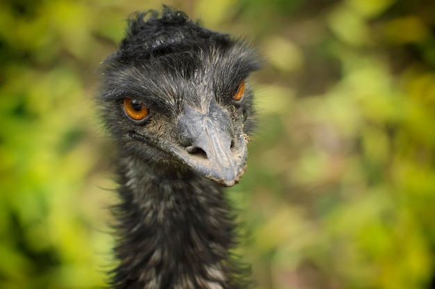 Porträt des großen schwarzen Emu-Straußes, Tierhintergrund