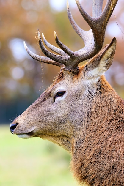 Porträt des Hirschhirsches in der Waldlandschaft