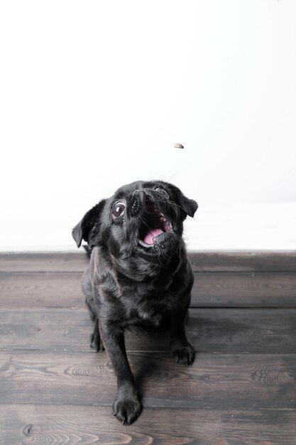 Porträt des hübschen brabancon- oder griffon-hundes, der die kamera mit dem lustigen gesicht des offenen mundes anschaut, das über der weißen wandnahaufnahme aufwirft