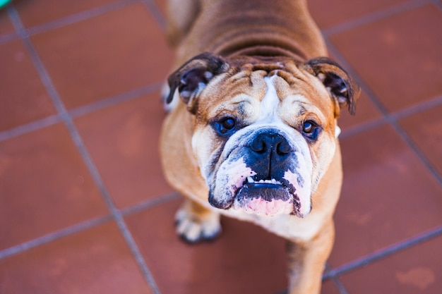 Porträt des Hundes der Zucht der englischen Bulldogge