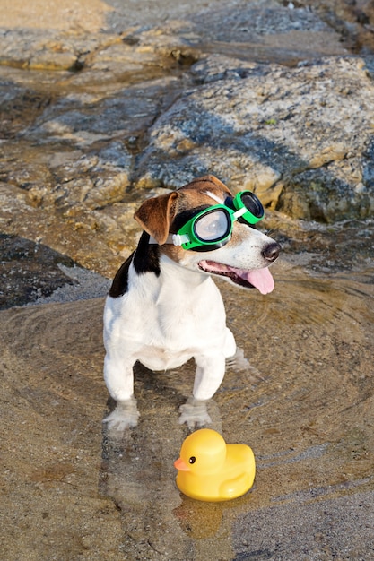 Porträt des Hundes in schwimmenden Gläsern und in Flippern