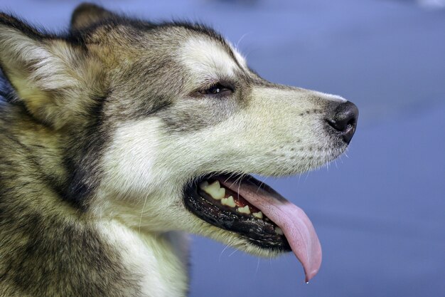 Porträt des Husky-Hundes mit offenem Mund im Profil