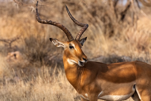 Porträt des Impala-Mannes. Samburu, Kenia. Afrika