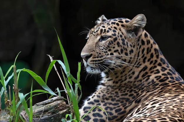 Porträt des javanischen Leoparden hautnah