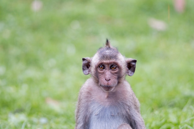 Porträt des jungen Affen seine Augen, Thailand schielend. Netter und lustiger junger Affe, der auf grüner Rasenfläche im Wald sitzt. Lustige Tiere. Kleiner Makakenaffe. Baby Affe.