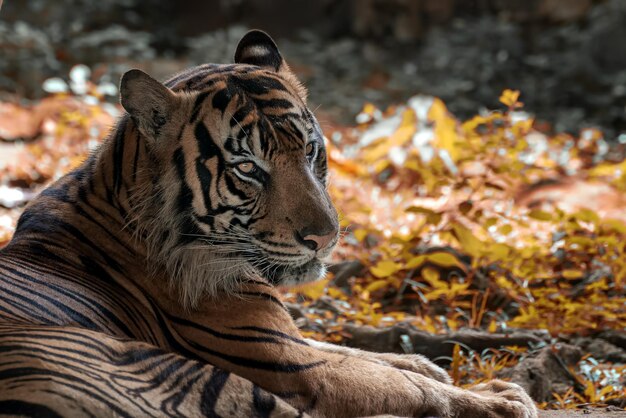 Porträt des jungen bengalischen Tigers