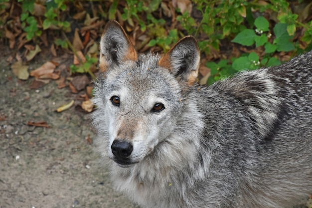 Porträt des jungen grauen Wolfwelpen, der oben schaut