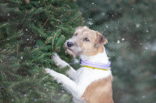 Foto porträt des jungen hundes der rasse parson russell terrier in der nähe von tannenbaum bei schneefall in der winternatur