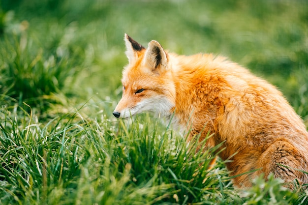 Porträt des jungen kleinen roten fuchses, der auf grünem gras bei wilder natur im freien sitzt.