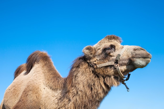 Porträt des Kamels auf Hintergrund des blauen Himmels