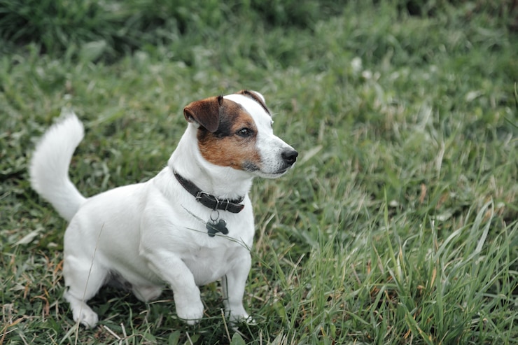Foto porträt des kleinen jack-russell-terriers auf grünem gras im naturpark. weißer lustiger kleiner jack-russell-terrierhund, der auf einem spaziergang in der natur im freien spielt. haustierliebe-konzept. platz für website kopieren