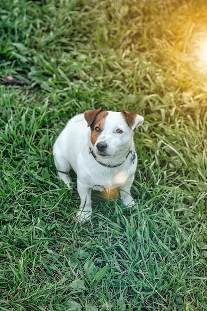 Porträt des kleinen Jack-Russell-Terriers auf grünem Gras im Naturpark