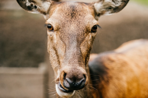 Porträt des kleinen jungen Rehs in der wilden Natur