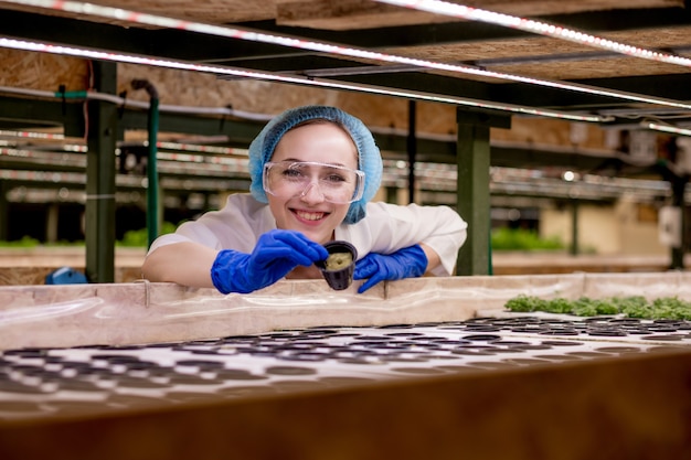 Porträt des Landwirts des jungen Mannes, der am Morgen Gemüse von der Hydrokulturfarm erntet