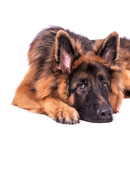 Porträt des Langhaarhundes Deutscher Schäferhund