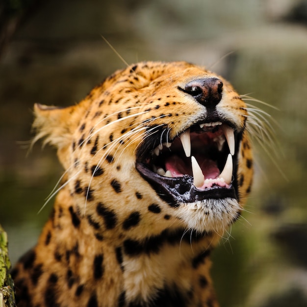 Porträt des Leoparden mit intensiven Augen