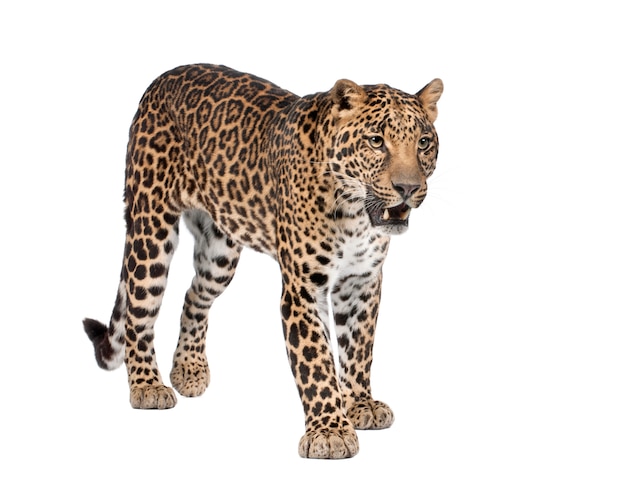 Porträt des Leoparden, Panthera pardus, stehend