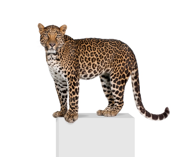 Porträt des Leoparden, Panthera pardus, stehend