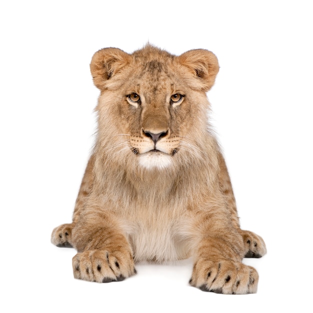 Porträt des Löwenjungen, Panthera Leo, sitzend