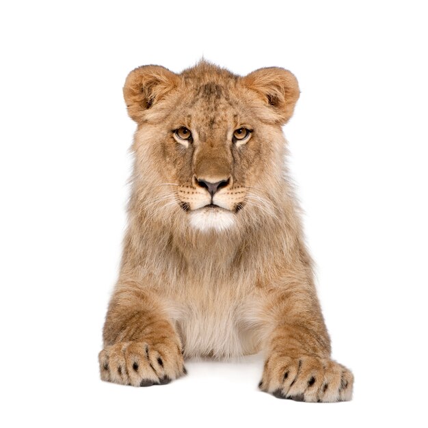 Porträt des Löwenjungen, Panthera Leo, sitzend