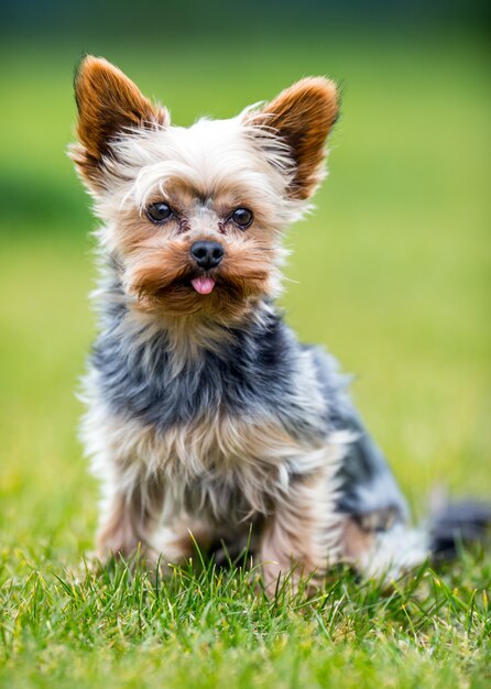 Porträt des männlichen oder weiblichen Yorkshire-Terrier-Hundes.