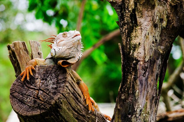 Porträt des Makroschusses auf Leguankopf, Korat, Thailand