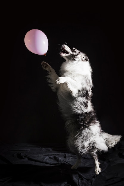 Foto porträt des netten border-colliehundes