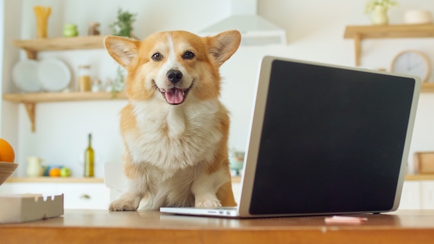 Porträt des netten Hundes, der am Tisch sitzt, auf dem Tisch sind frisches Obst, Pizza und Laptop. Lustiger Geschäftshundeunternehmer mit einem Laptop, der zu Hause arbeitet.