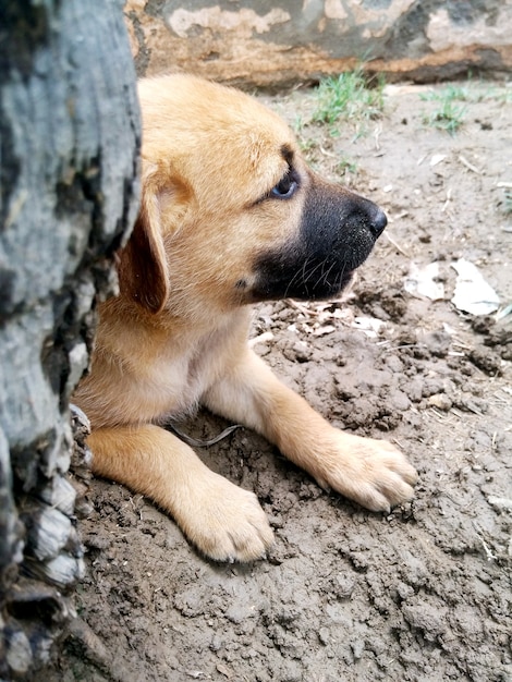 Porträt des netten kleinen Hundes