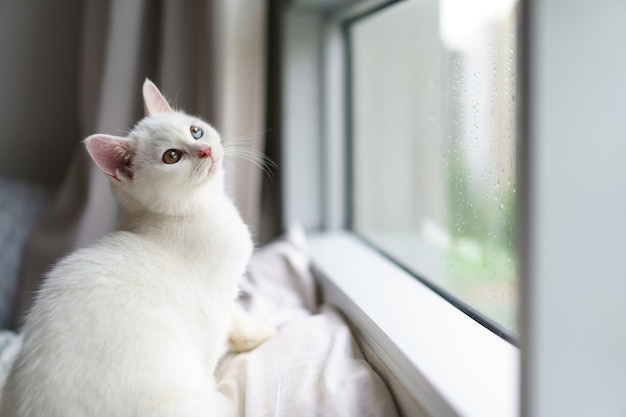 Porträt des netten weißen Katzenbritisch-Kurzhaarkätzchens, das Kamera auf Bett betrachtet. Haustier. Betrachten des Exemplarplatzes. Banner