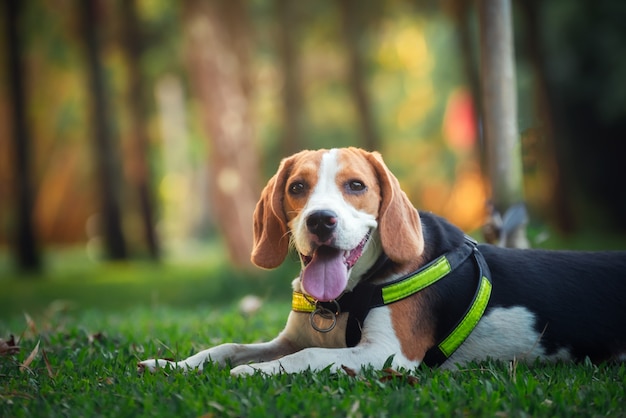 Porträt des netten Welpenspürhunds im Garten