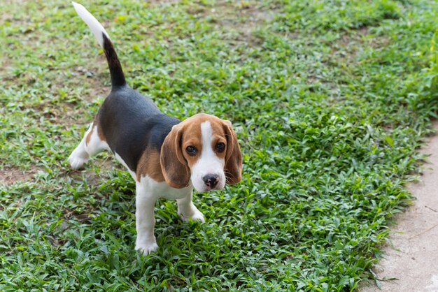 Porträt des netten Welpenspürhunds stehend auf dem Rasen